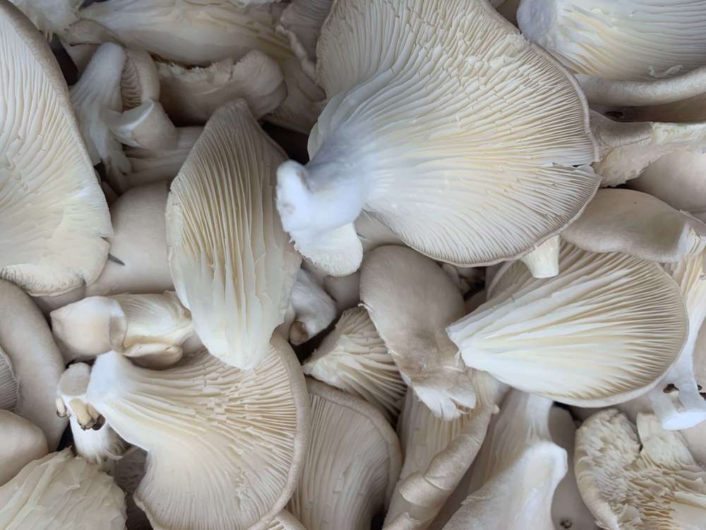 Mushrooms Oyster
