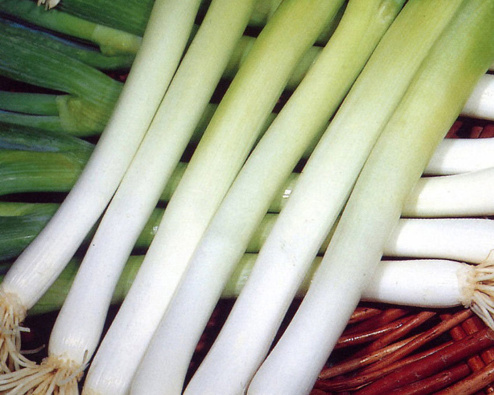 Spring Onion