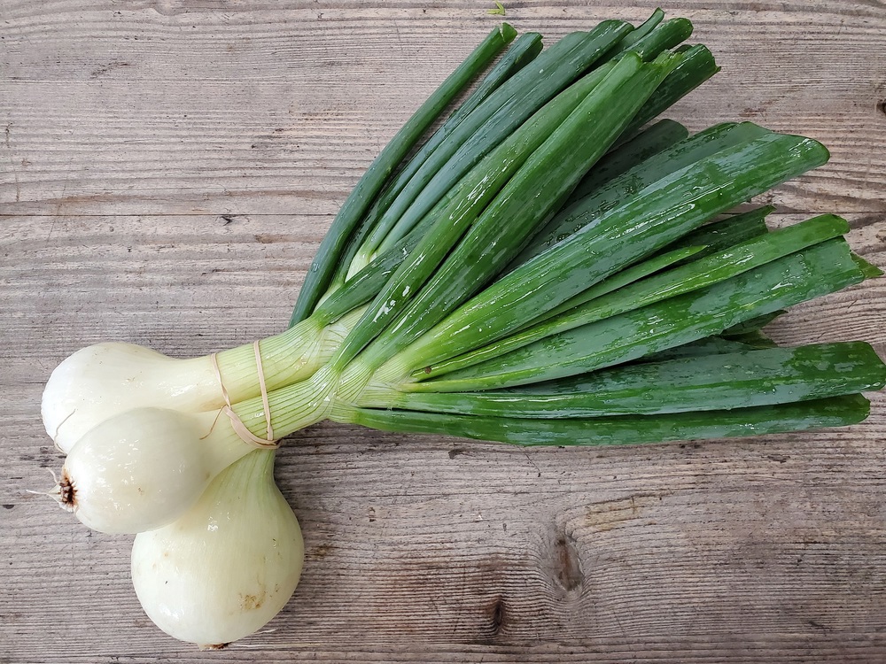 Onions - bunched