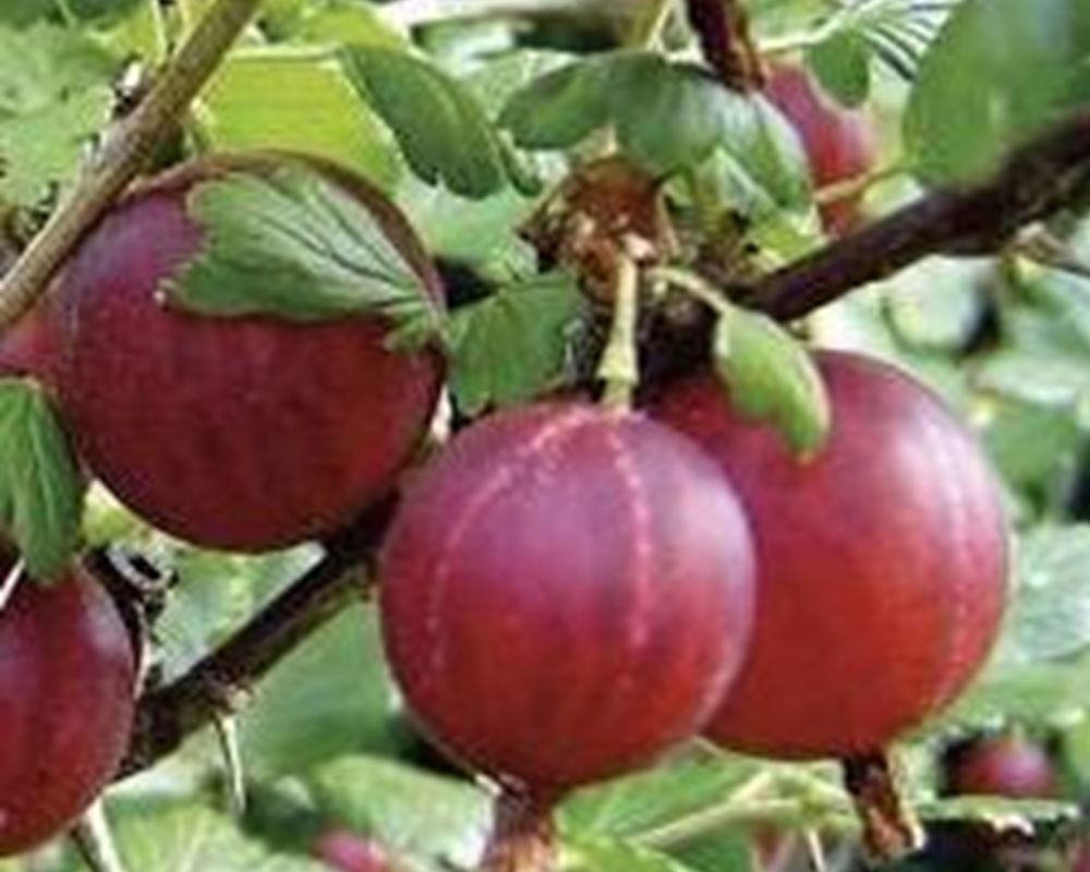 Cherries 🇪🇸