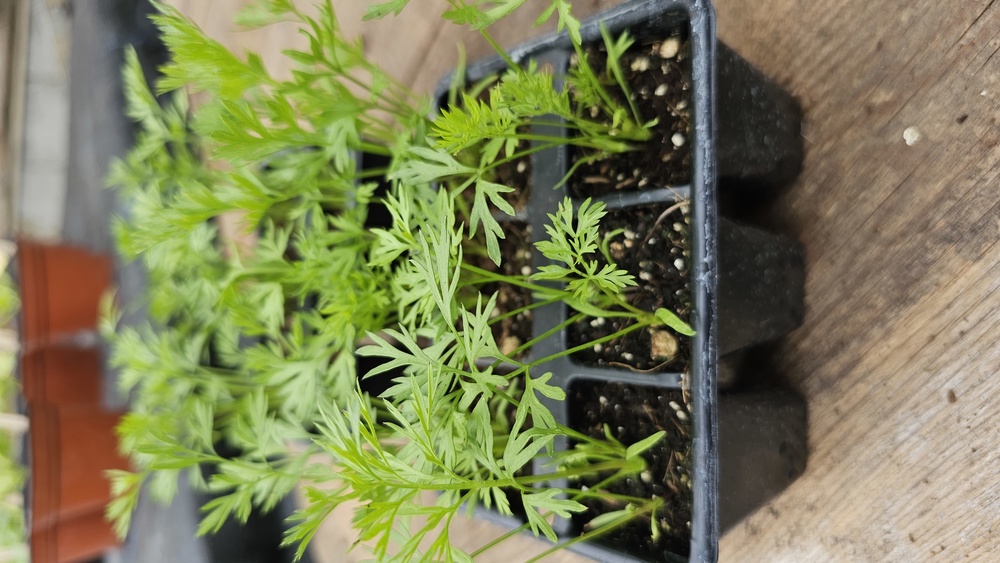 ( Plugs x6) Carrot - Amsterdam (Own Grown)