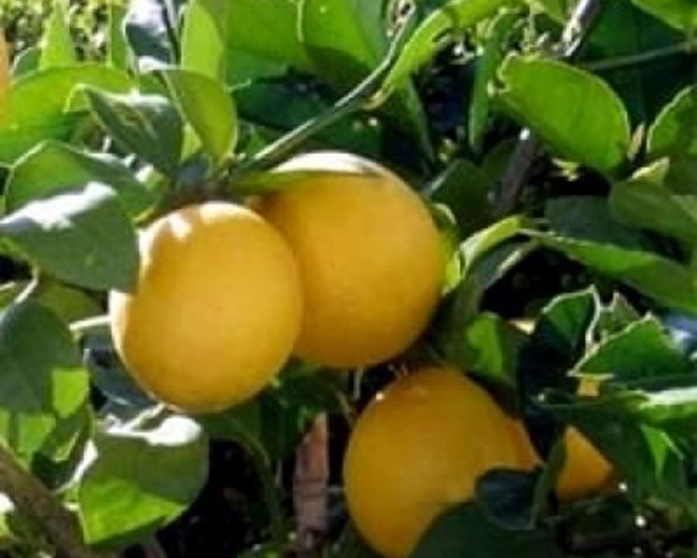 Lemons 200g