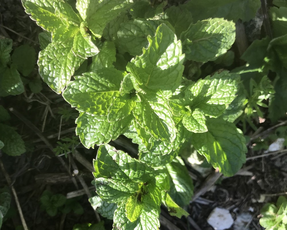 Mint