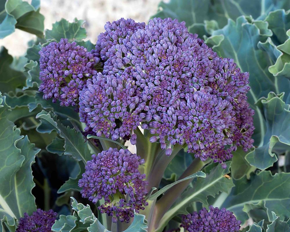 Broccoli Purple Sprouting