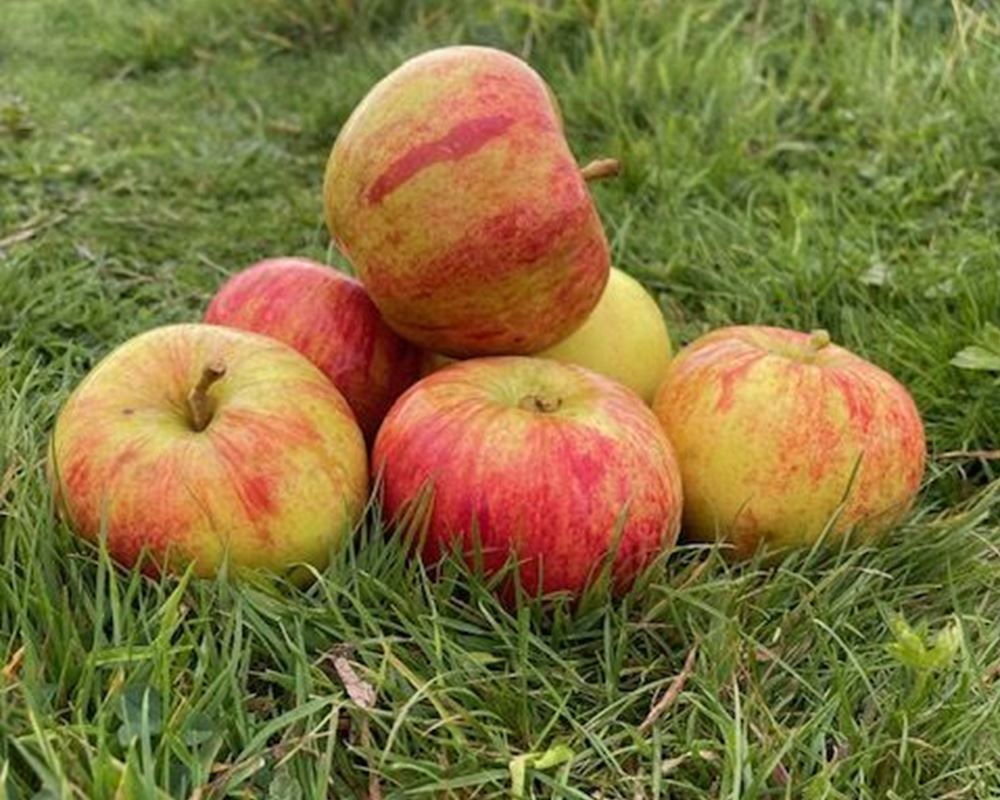 Organic Apples x 6