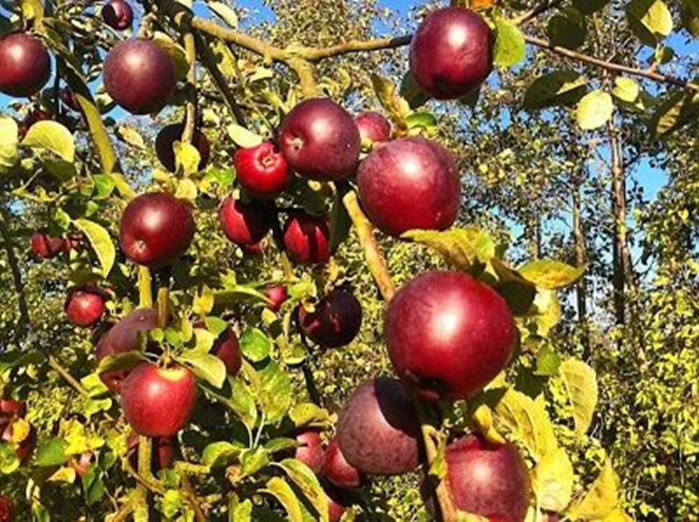 Organic apples