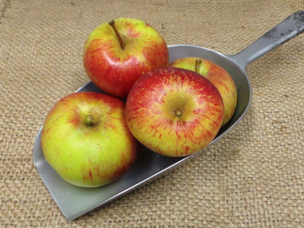 Apple: Red Pippin