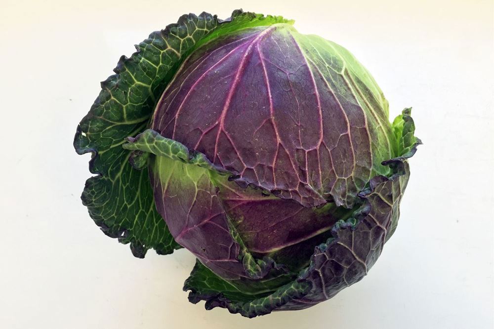 Cabbage January King