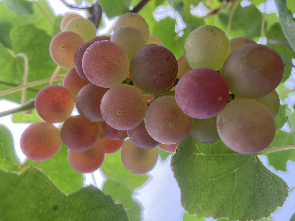 Granwin Glynllifon Grapes