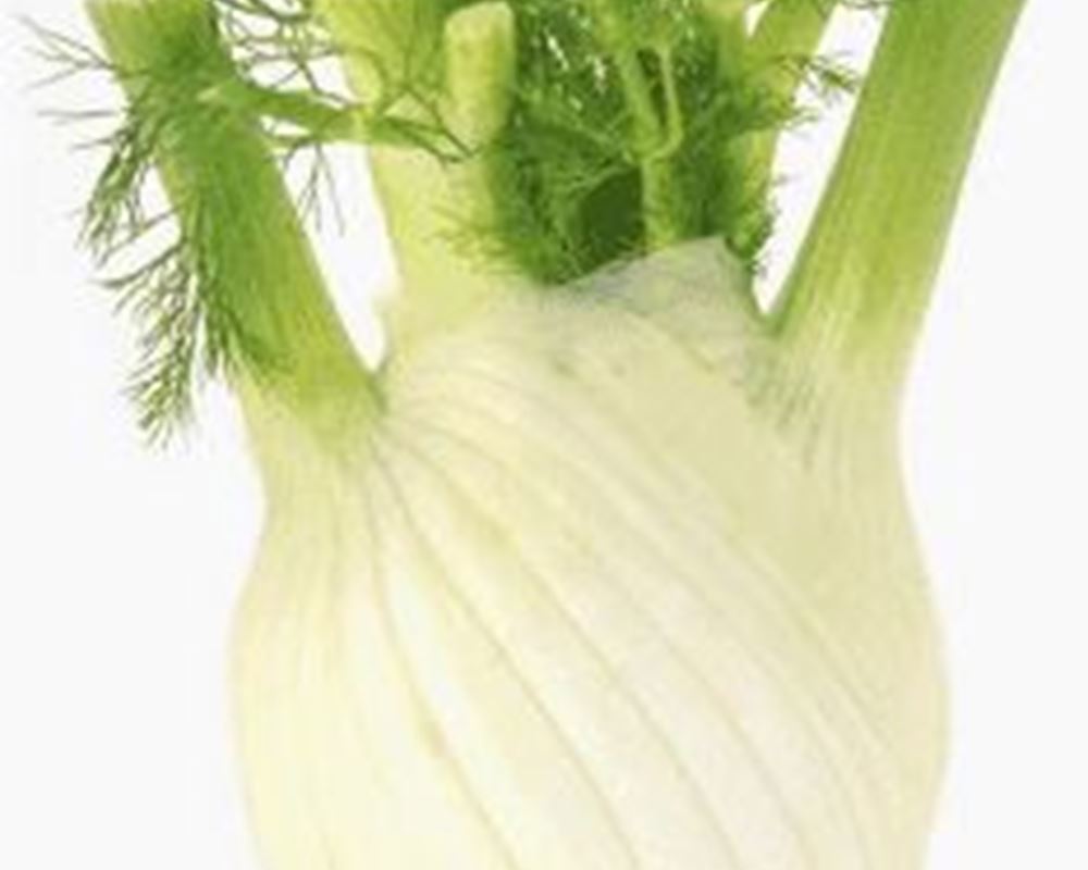 Fennel bulb 🇬🇧