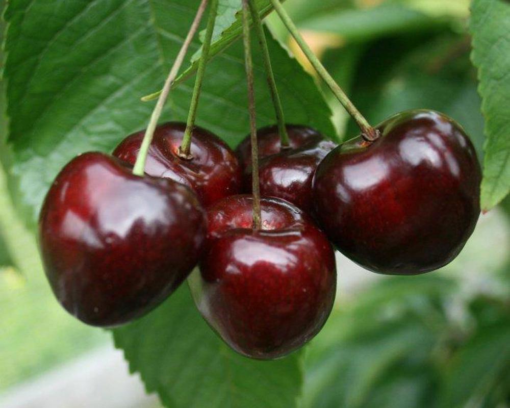 Cherries ES (200g)