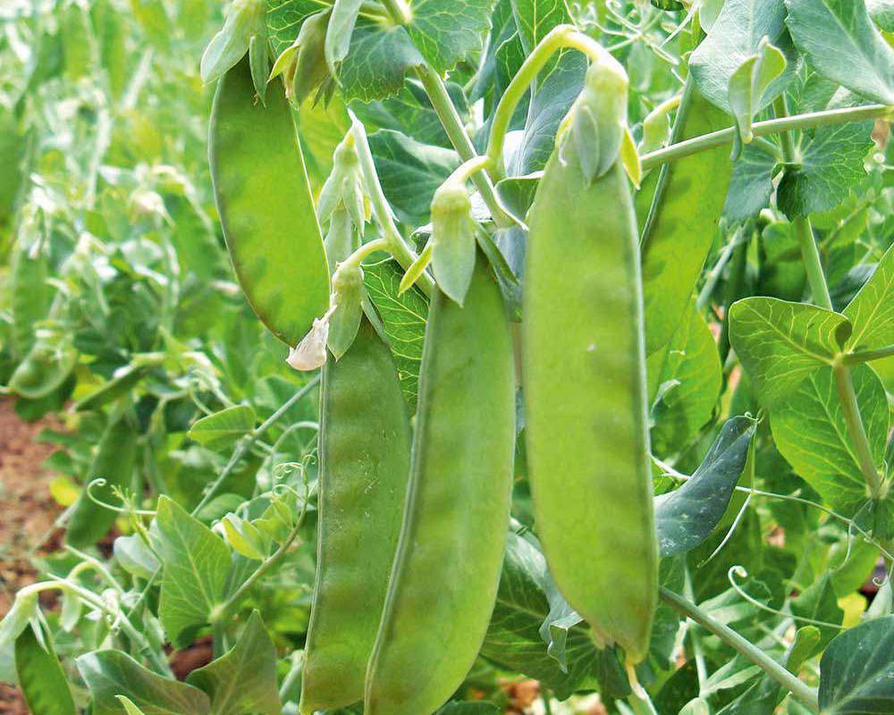 PEA-Oregon Sugar Pod ( Mangetout)