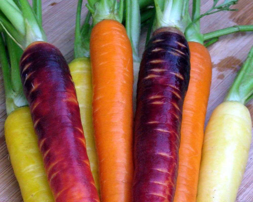 Carrots - Rainbow Organic