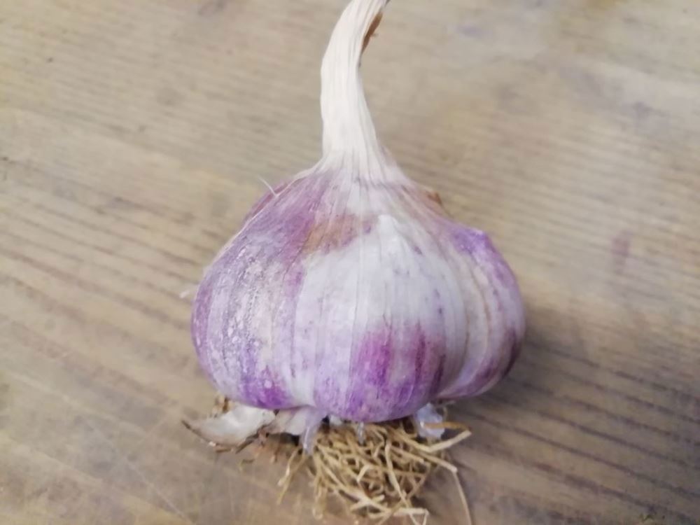 Garlic- homegrown