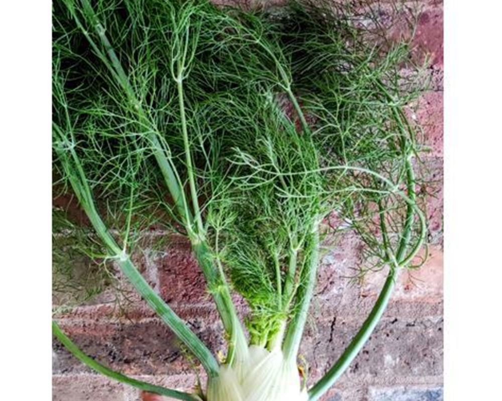 Fennel with tops