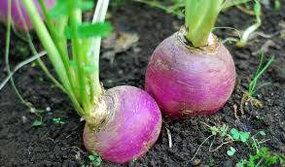 Turnip (3-5 turnips per bunch)