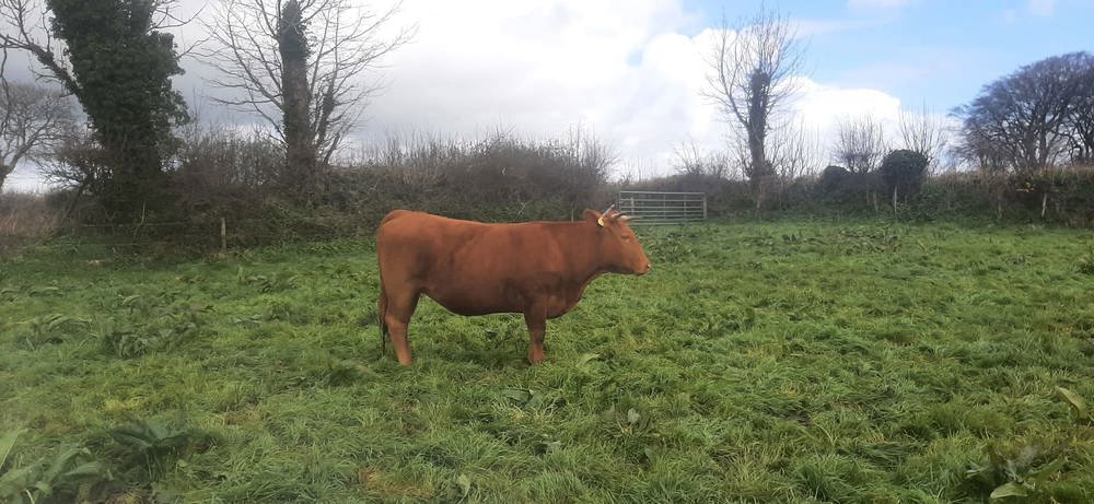 Organic Chuck Steaks - approx 400g (frozen)