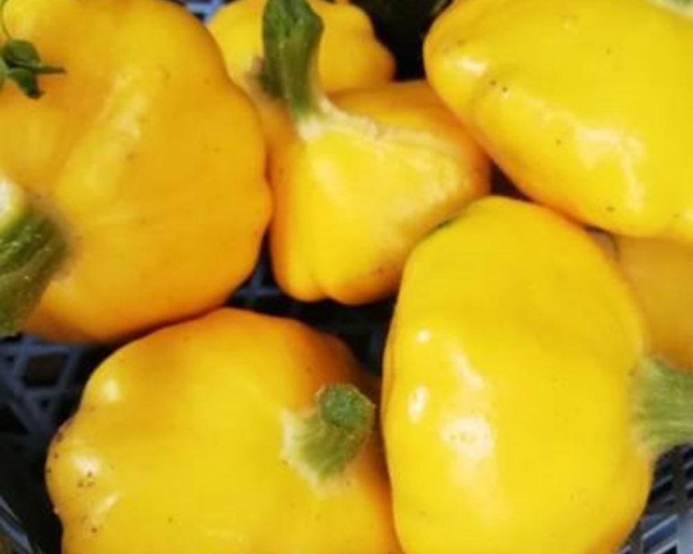 Patty Pan Squash