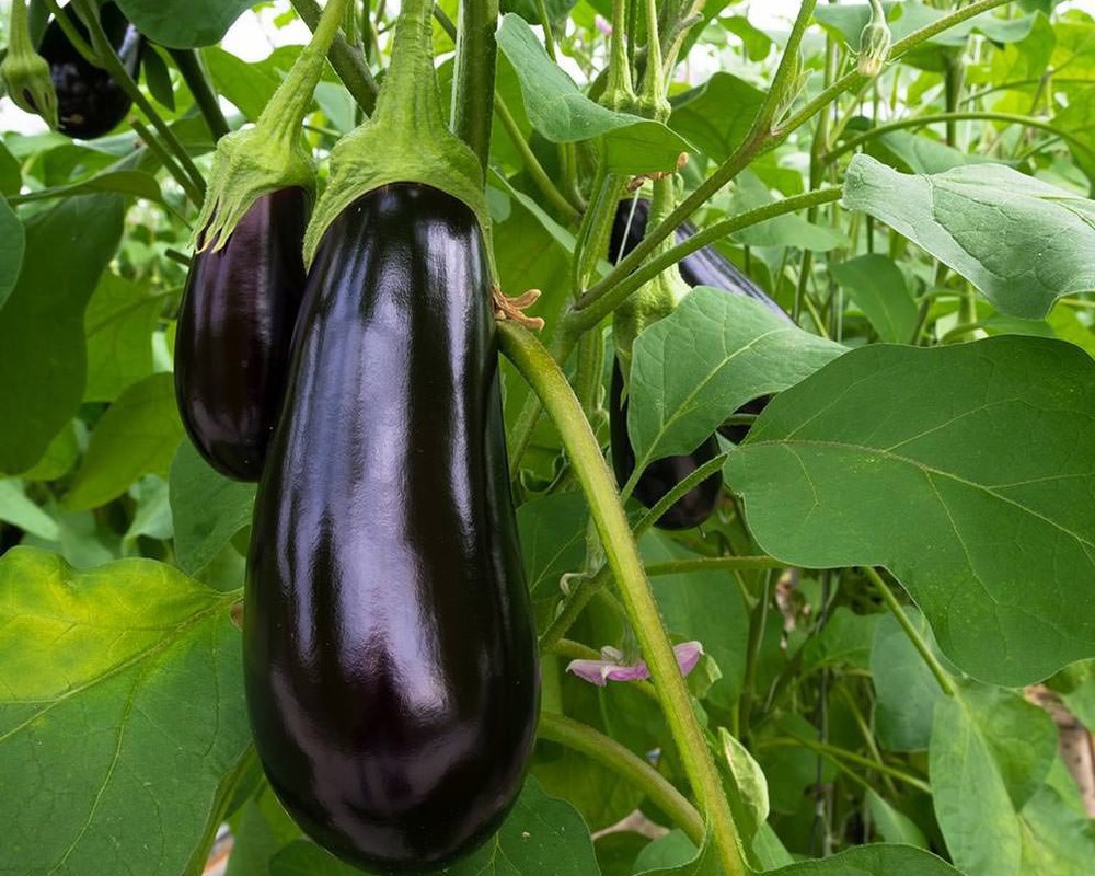 Polytunnel Vegbox