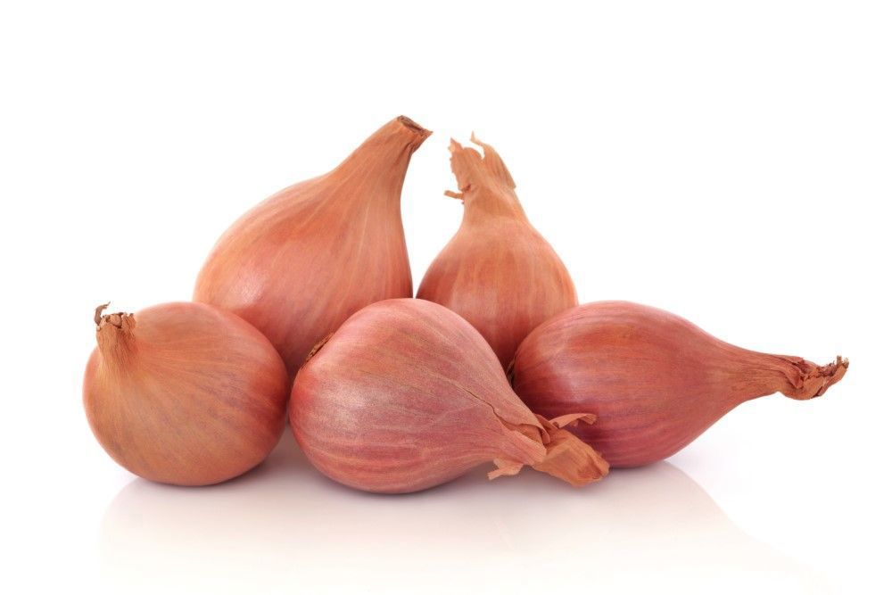 Onion: Shallot
