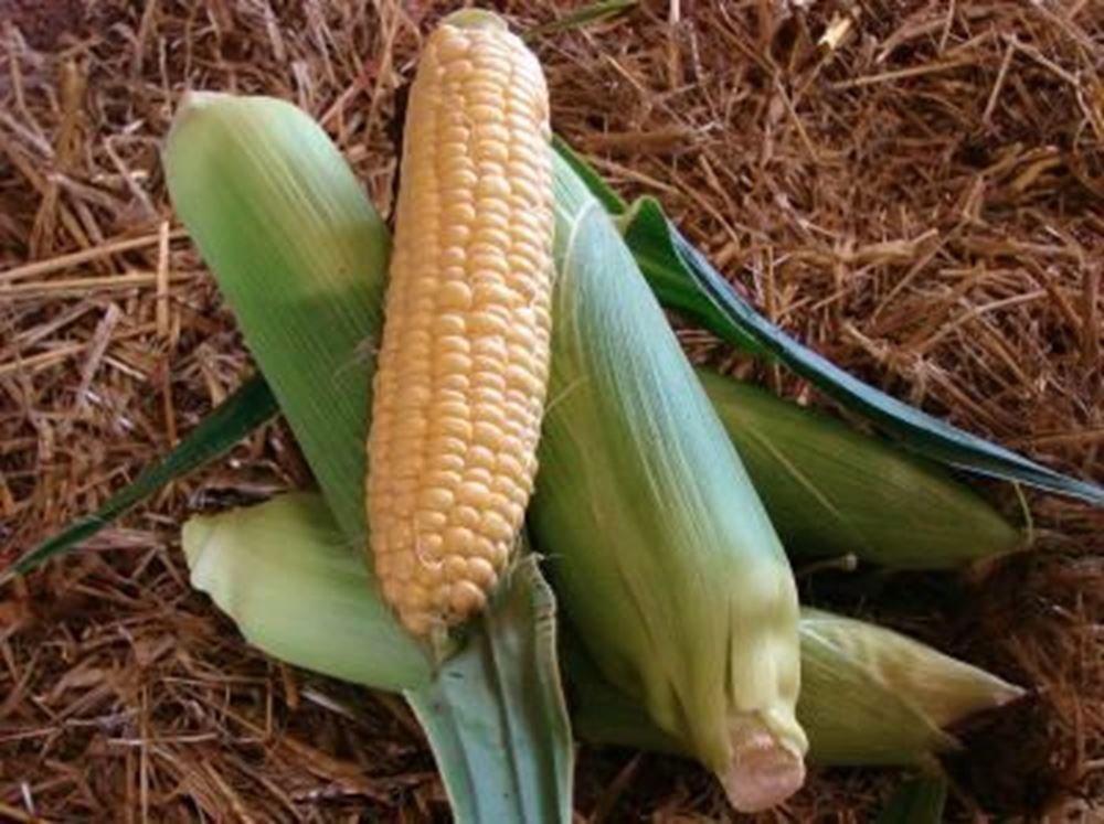 Sweetcorn - Organic