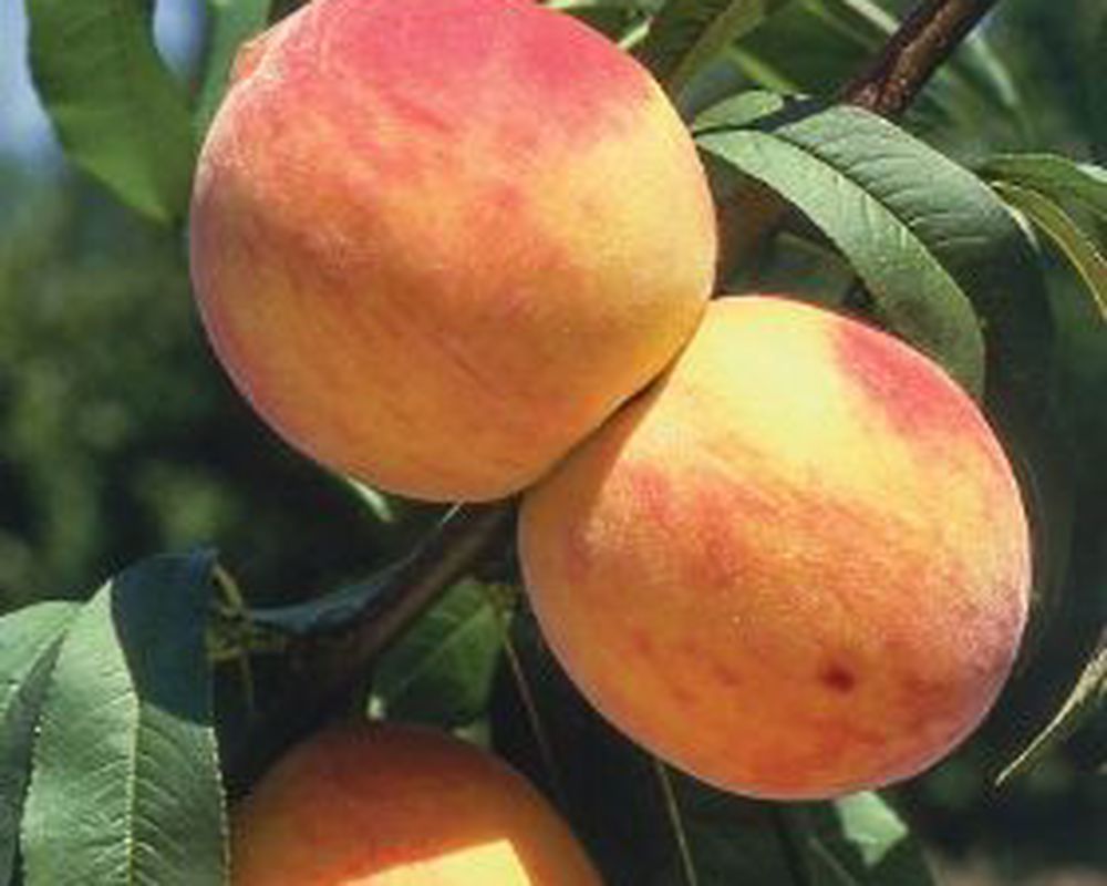 Glowingstar Peach Tree
