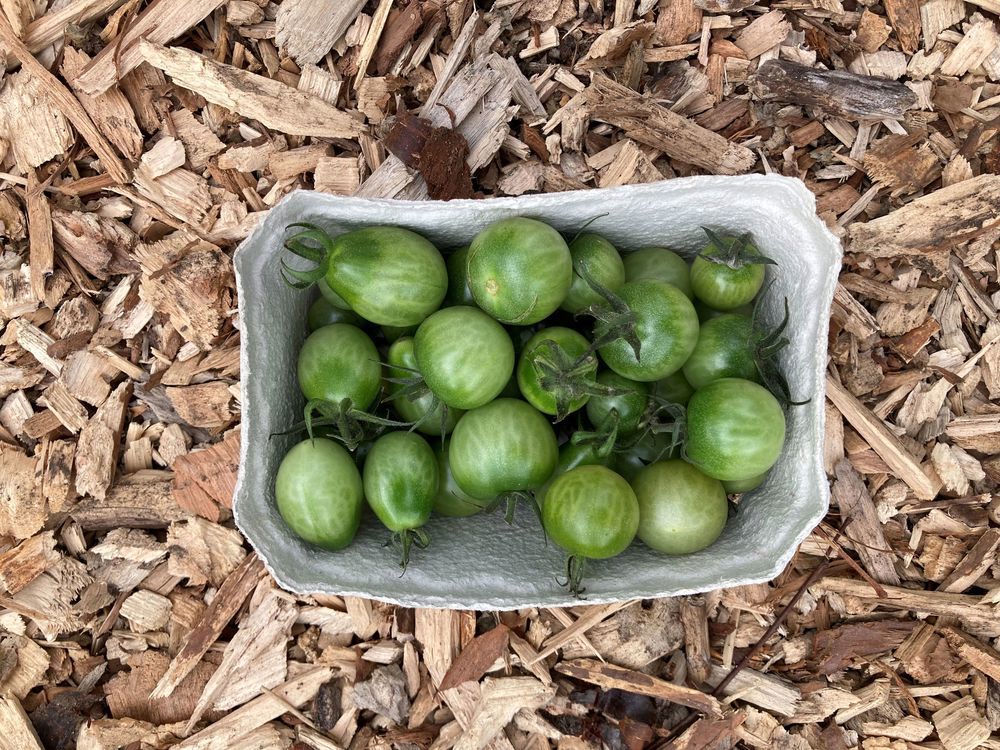 Green Tomatoes (500g)