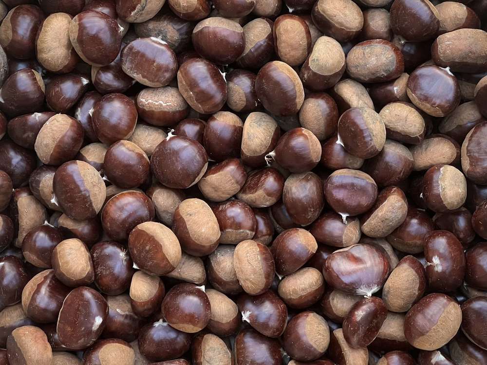 Chestnut - Marigoule (Spain)