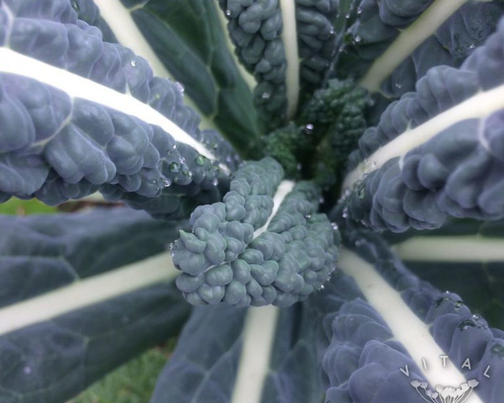 Kale Nero di Toscana (Cavolo Nero)