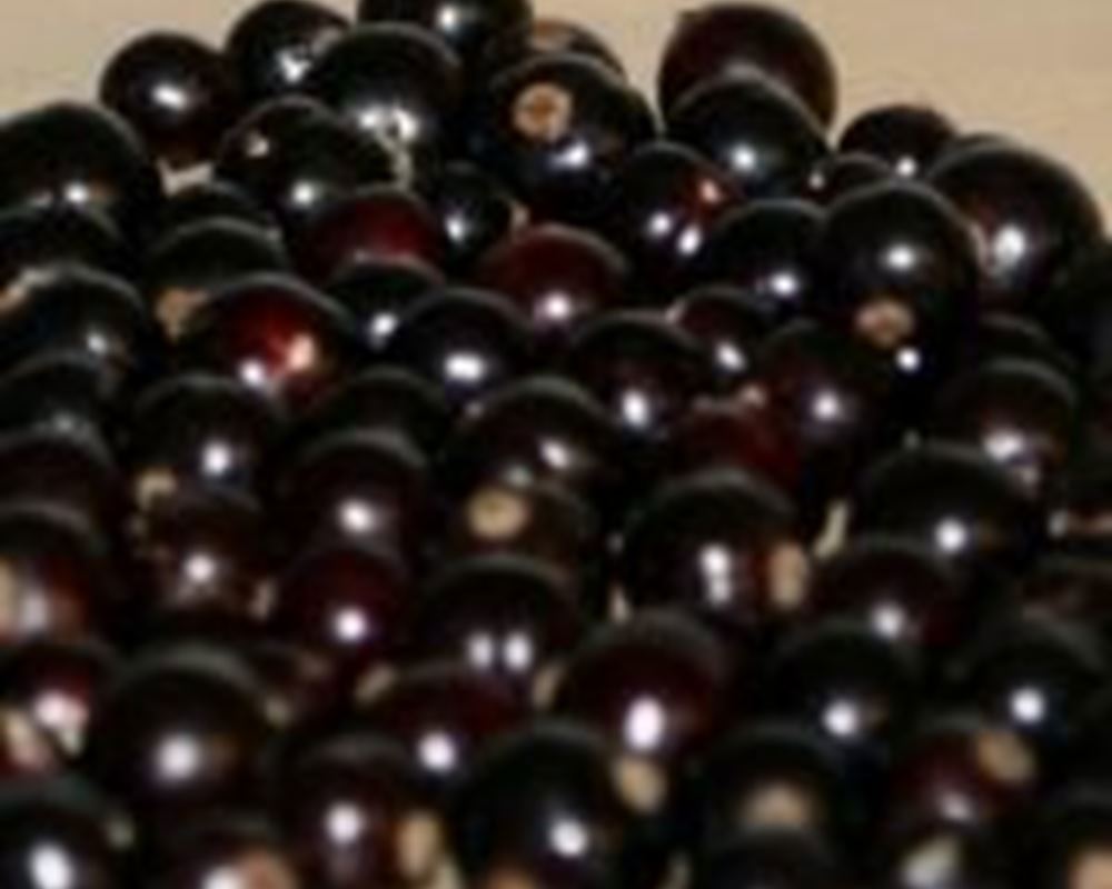 Blackcurrants - Punnet 200g