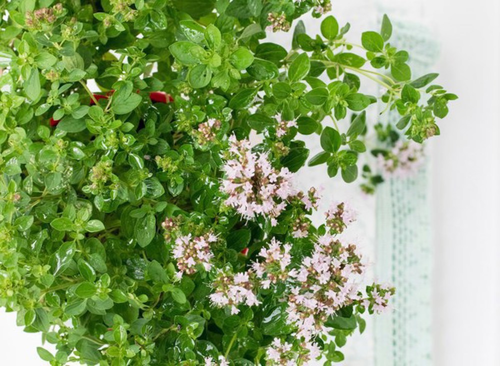 Herbs: Marjoram (BUNCH)