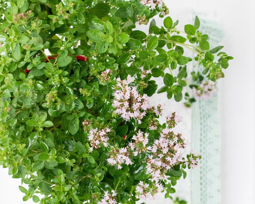 Herbs: Marjoram (BUNCH)