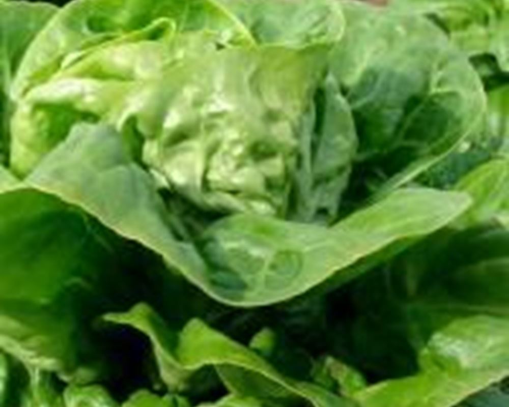 Lettuce Little Gem - Organic