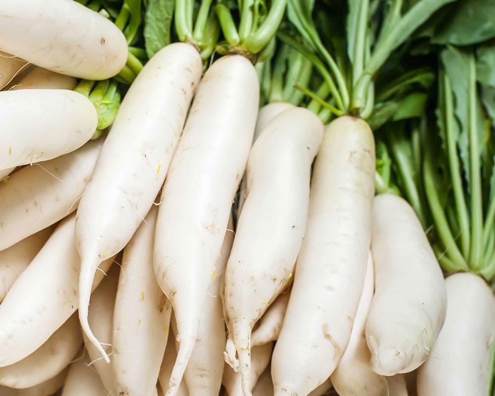 Daikon Radish
