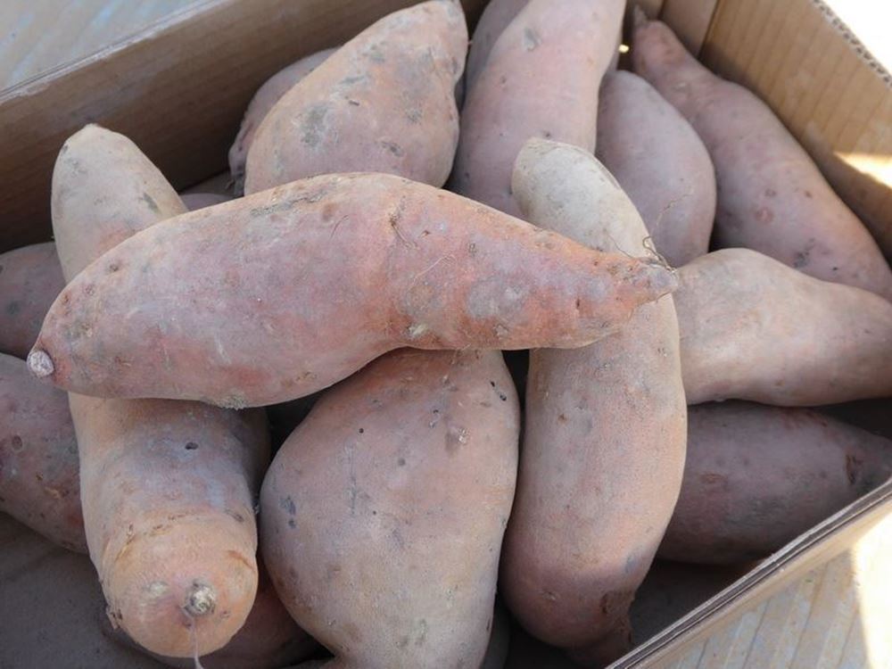 V.Sweet potato - approx 500g