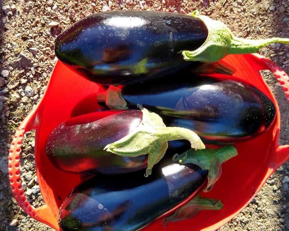 Aubergine