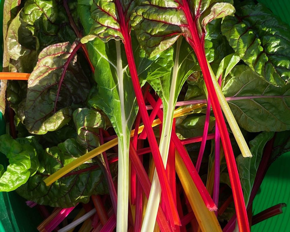 Rainbow chard, bunch