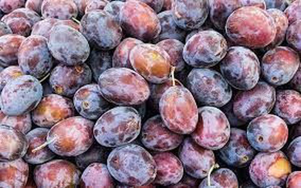 Damsons - Fresh (Cumbria, UK)