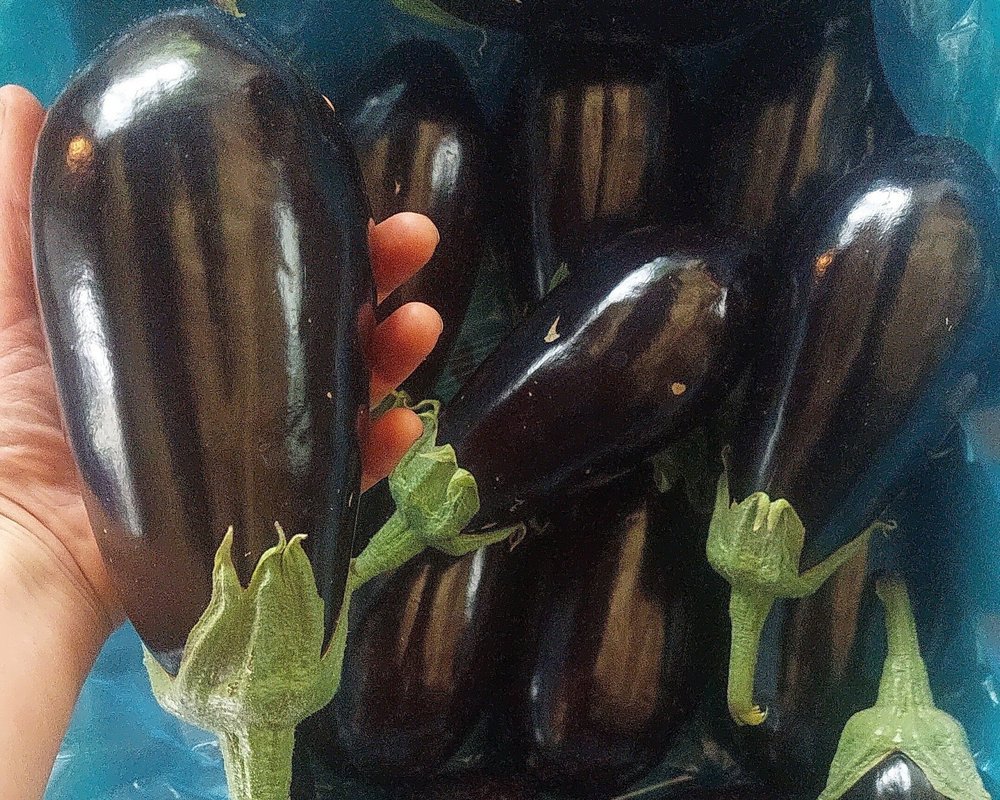 Aubergine