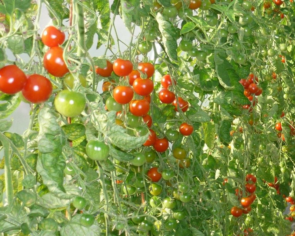 Tomatoes - cherry (Ashurst)