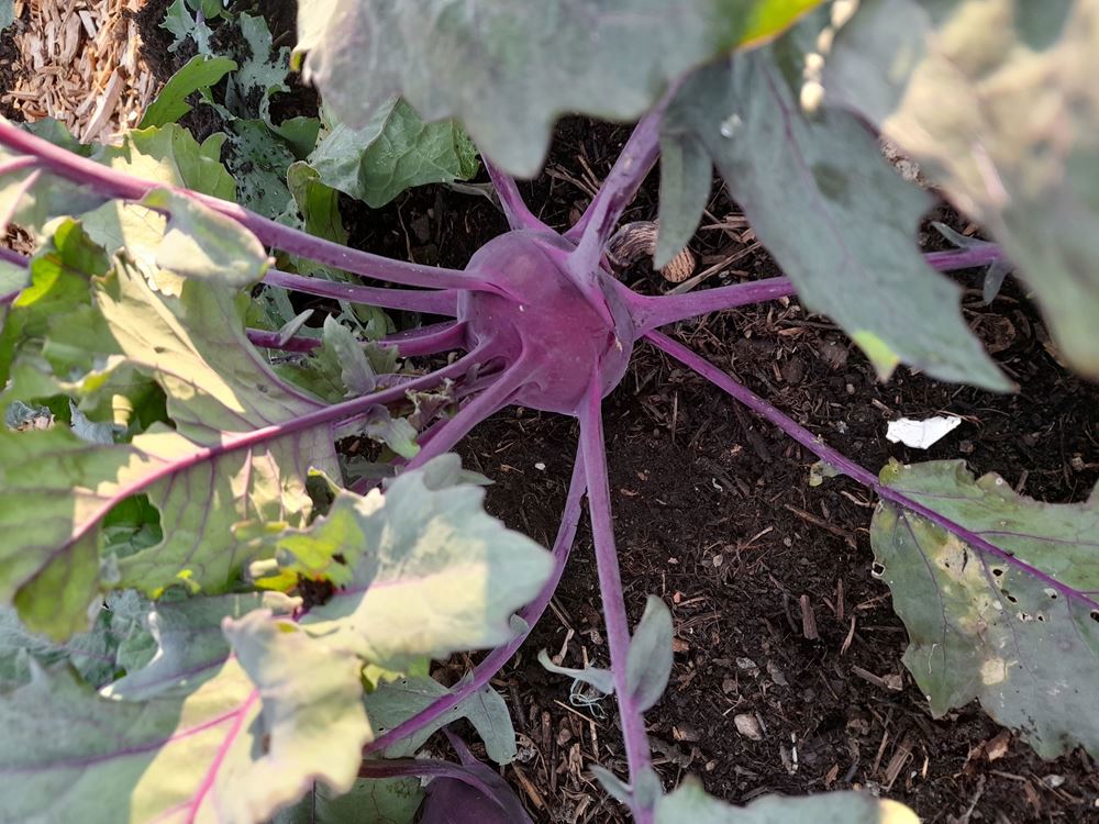 kohlrabi