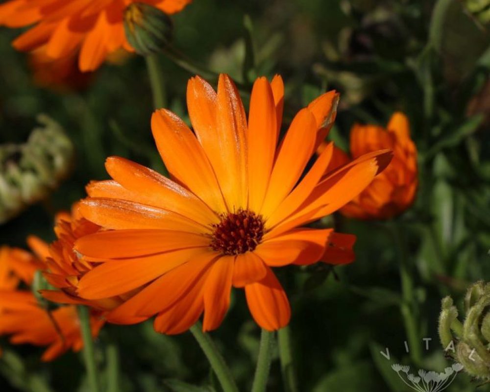 Calendula (Orange)