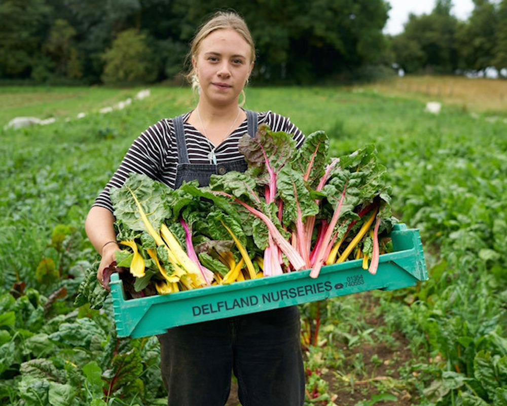 w/s vRainbow Chard -wholesale