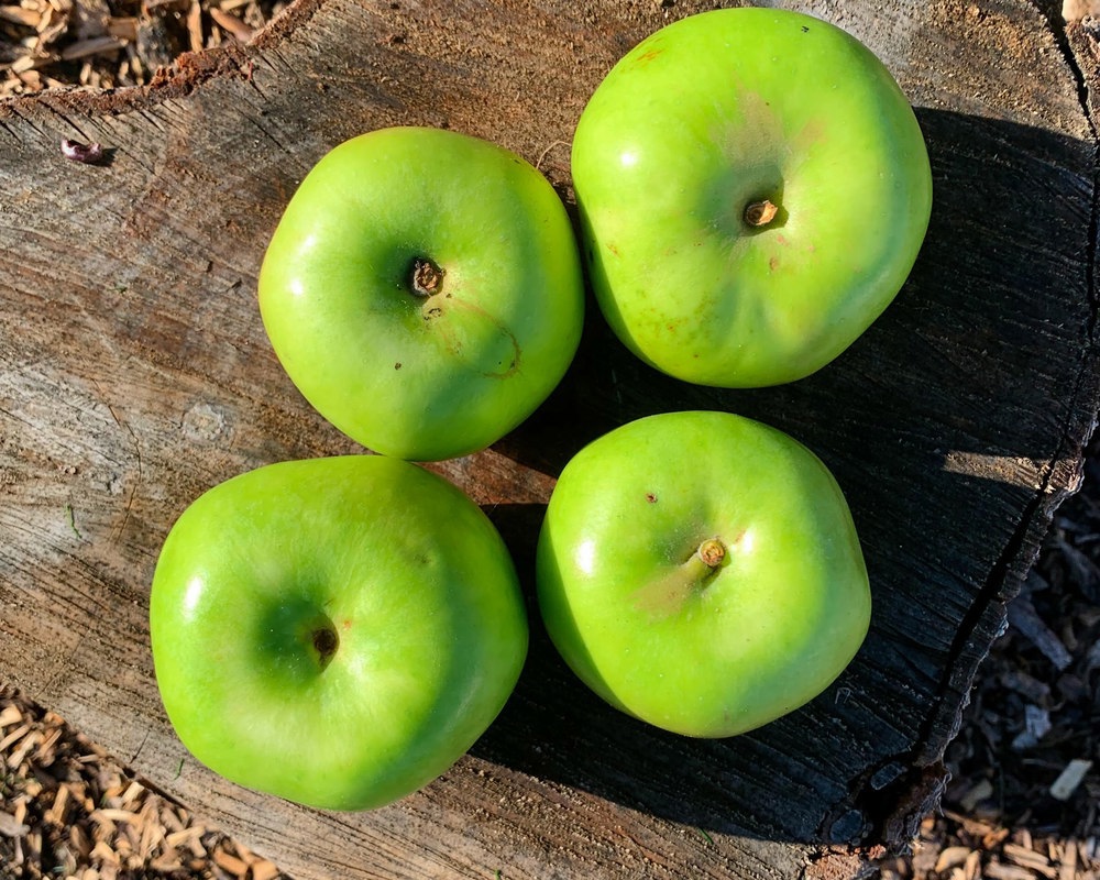 Seasonal Cooking Apples