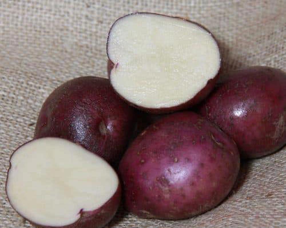 Potato: Arran Victory