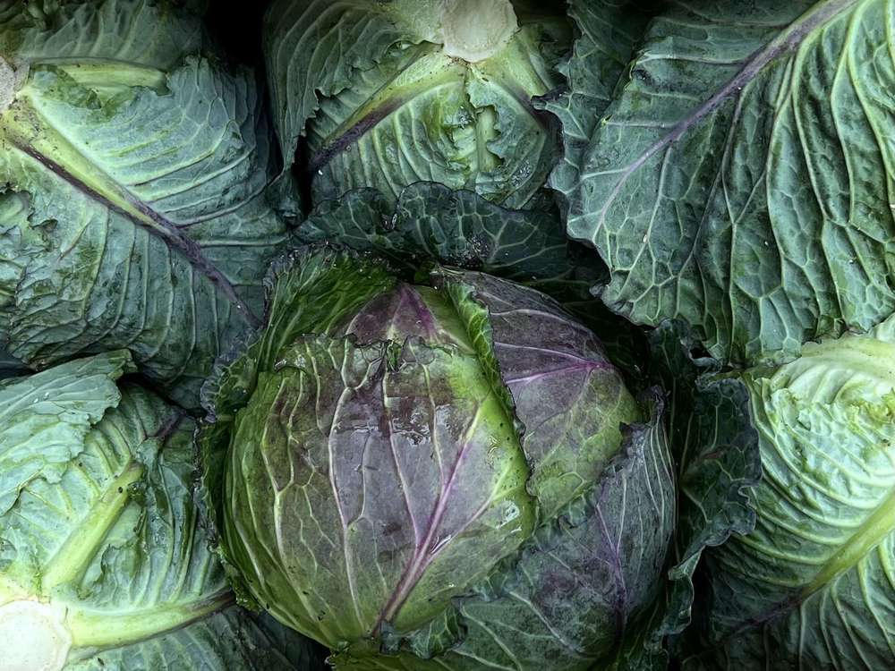 Organic Cabbage January King