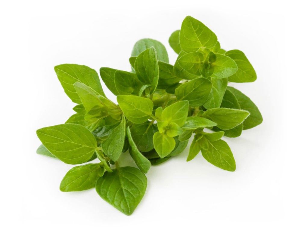 Herbs: Oregano