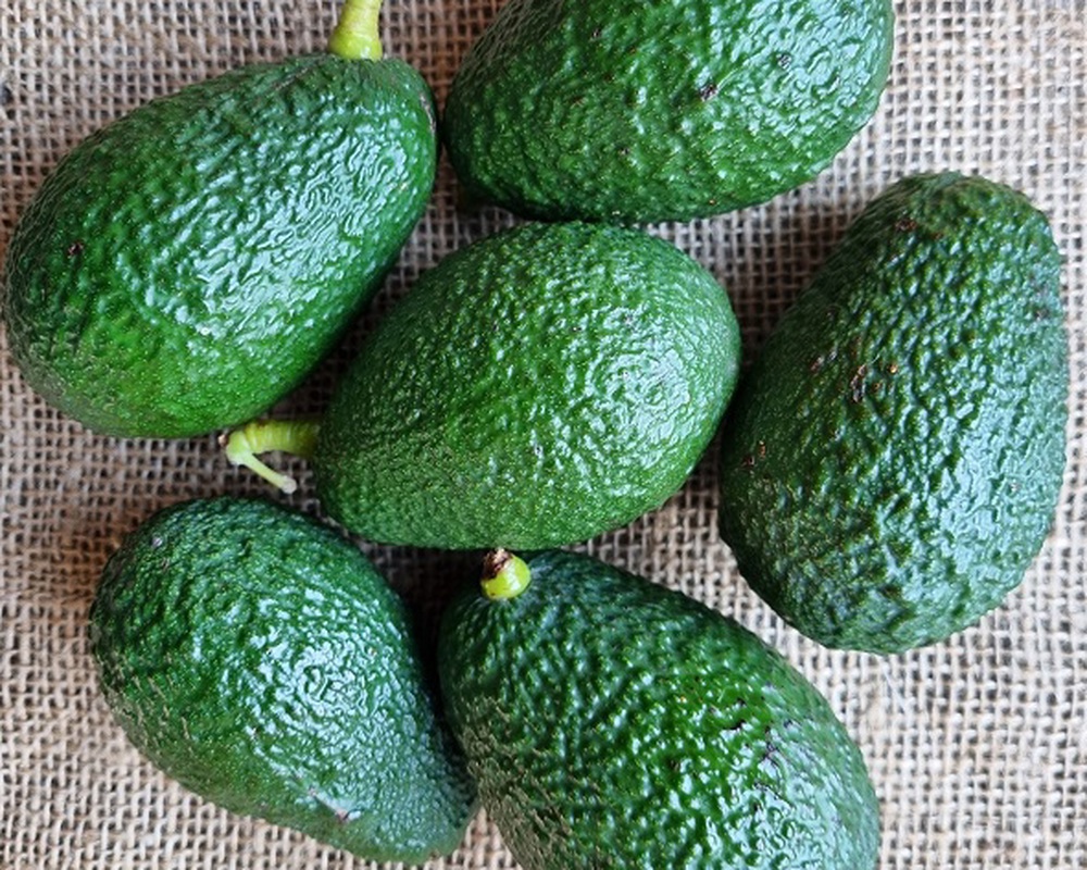 Organic Avocados 500g