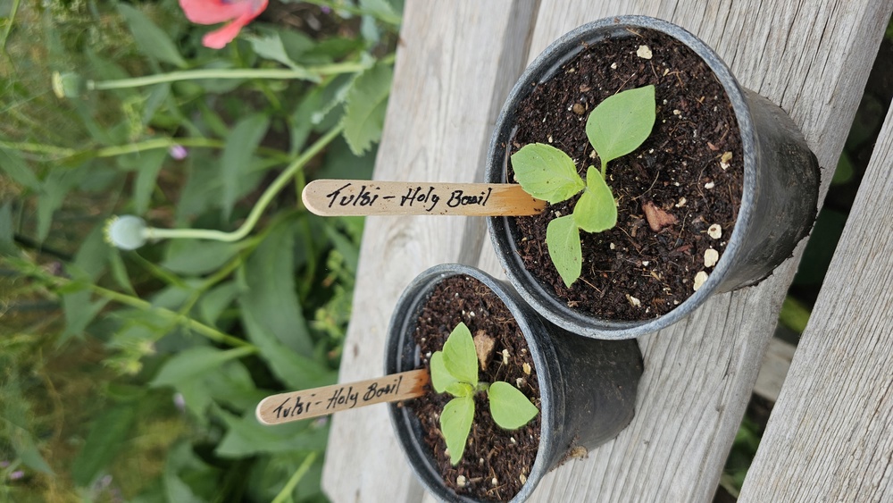( Potted x1) Tulsi - Holy basil - small (Own Grown)