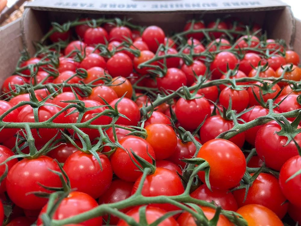 Tomato, cherry vine